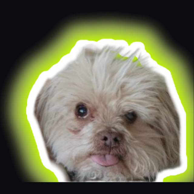Falkor — older scruffy cream and tan dog