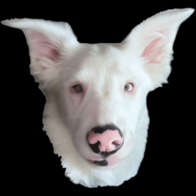 Jazzy — white puppy with pink freckled nose and cyan eyes