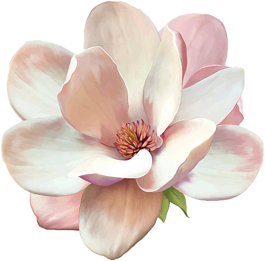 Magnolia flower — TokyoTamale signature bloom